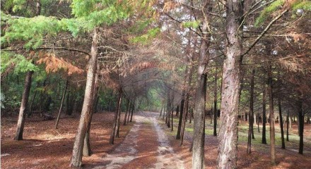 Residential - Farm - Canas de Senhorim, Nelas - PT