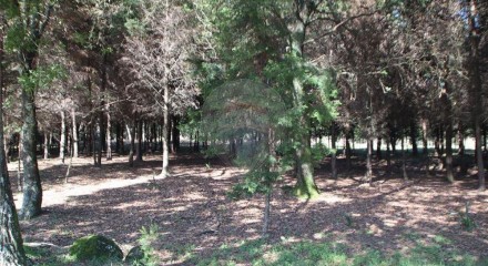 Residential - Farm - Canas de Senhorim, Nelas - PT