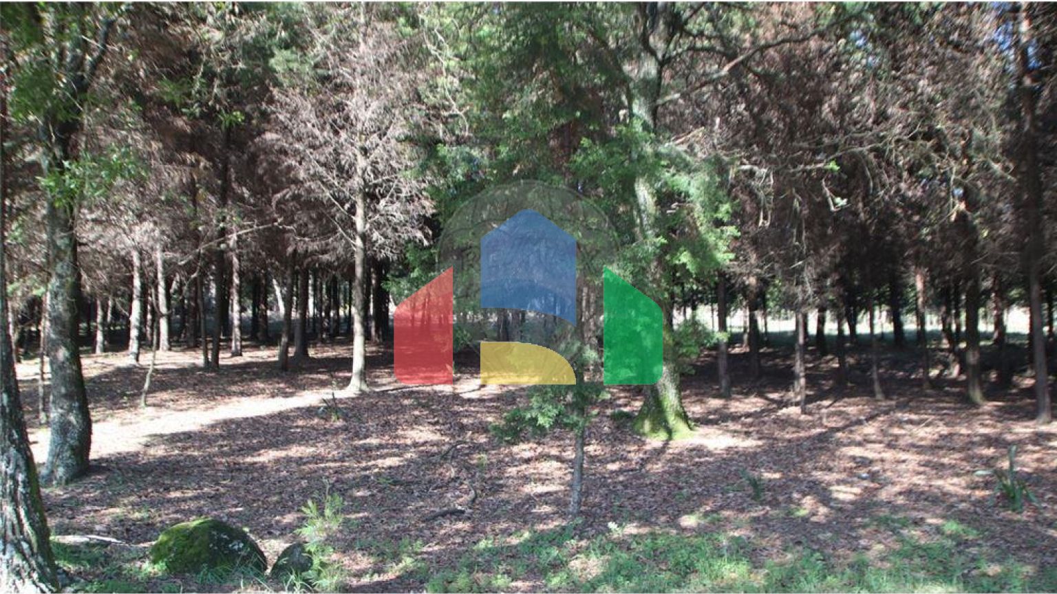 Residential - Farm - Canas de Senhorim, Nelas - PT