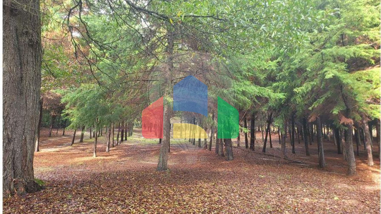 Residential - Farm - Canas de Senhorim, Nelas - PT