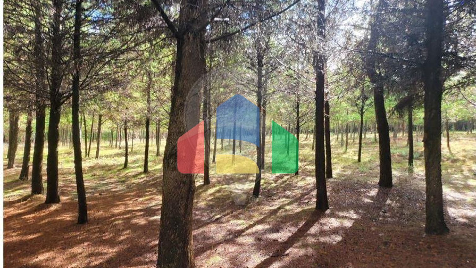 Residential - Farm - Canas de Senhorim, Nelas - PT