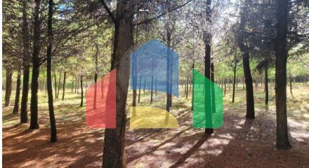 Residential - Farm - Canas de Senhorim, Nelas - PT