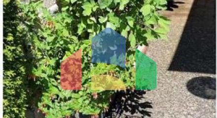 Residential - Townhouse - Surrey, Canada - Canada