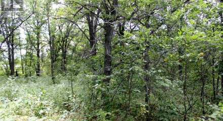 Residential - Vacant Land - Morson, Canada - Canada