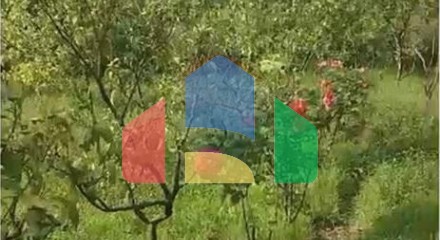 Commercial - Plot of Land for Agriculture - Ibë, Tiranë - AL