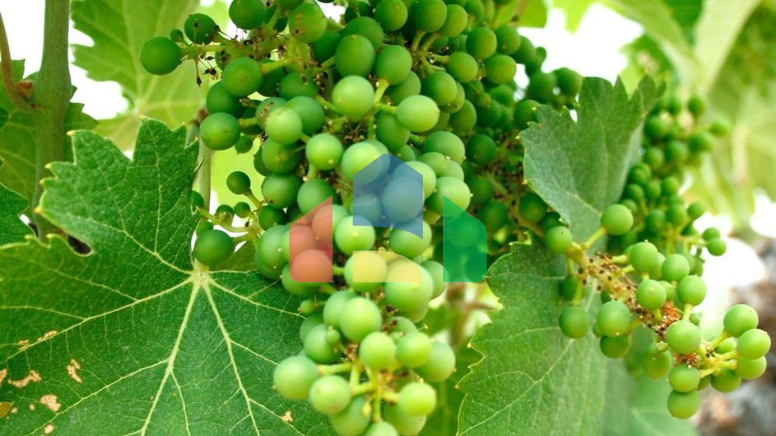 НОВАЯ ВИЛЛА В ЙЕКЛЕ, МУРСИЯ