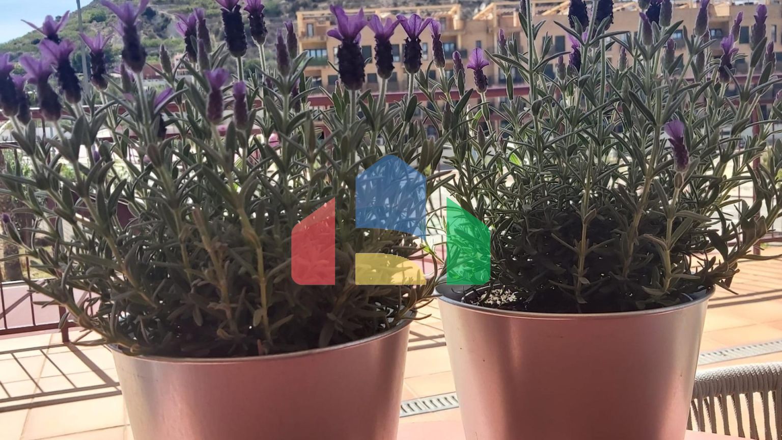 Апартаменты в Villanueva del Rio Segura ID A10298