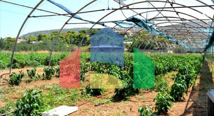 Продаж - Земельна ділянка 4000 m² в Аттиці