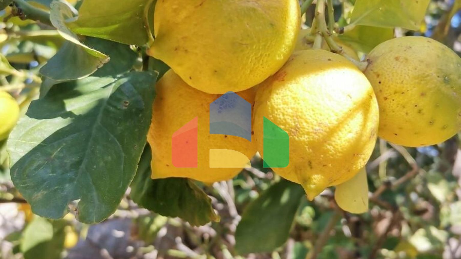 Продаж - Котедж 520 m² в Аттиці