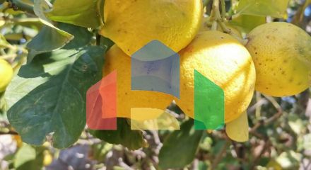 Продаж - Котедж 520 m² в Аттиці