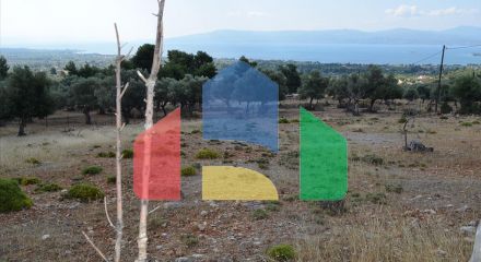 For Sale - Land 8000 m² on the Euboea island