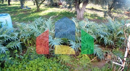 Продажа - Земельный участок 22000 m² в Халкидиках