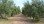 For Sale - Land 12375 m² in Chalkidiki