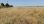 For Sale - Land 10000 m² in Chalkidiki