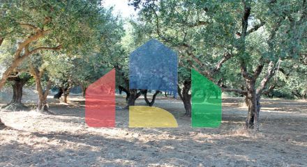 For Sale - Land 4500 m² in Zante