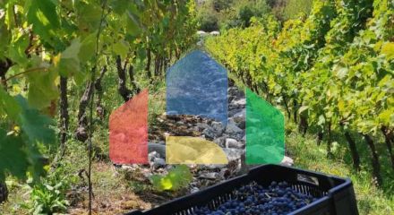 Wine estate for sale in the picturesque village of Godine, Crmnica - multi-awarded wine